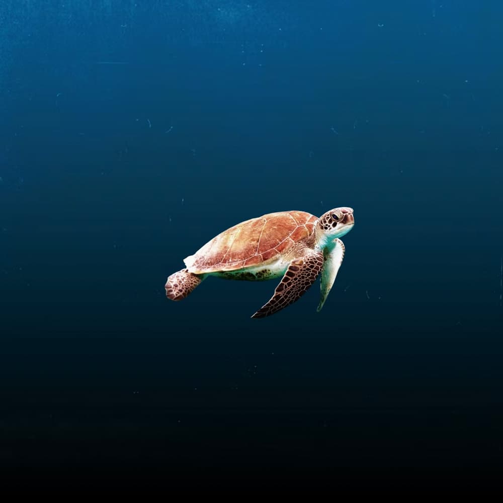 Sealife Experience, Sal — 