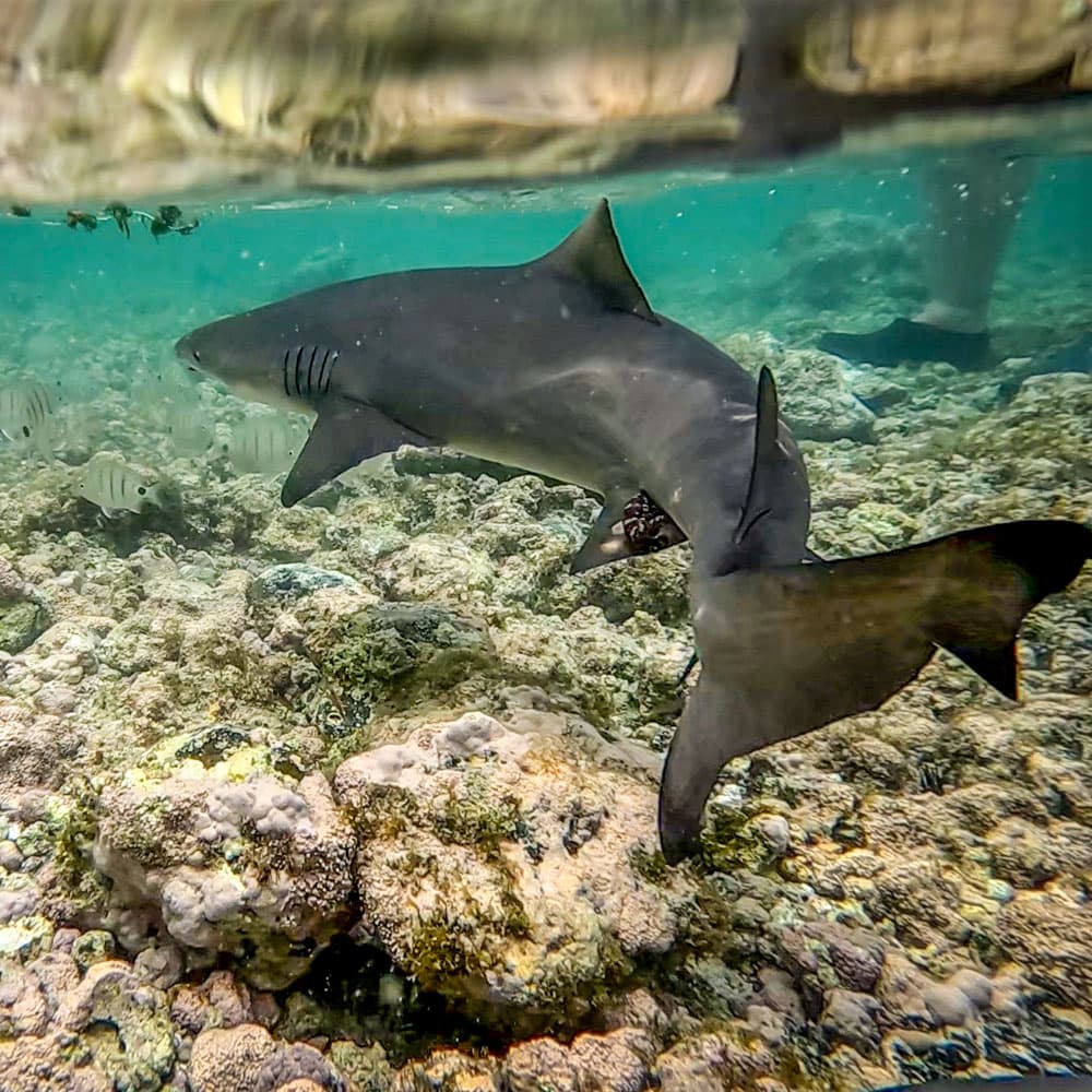 Shark Bay, Sal — Cabo Verde, Africa