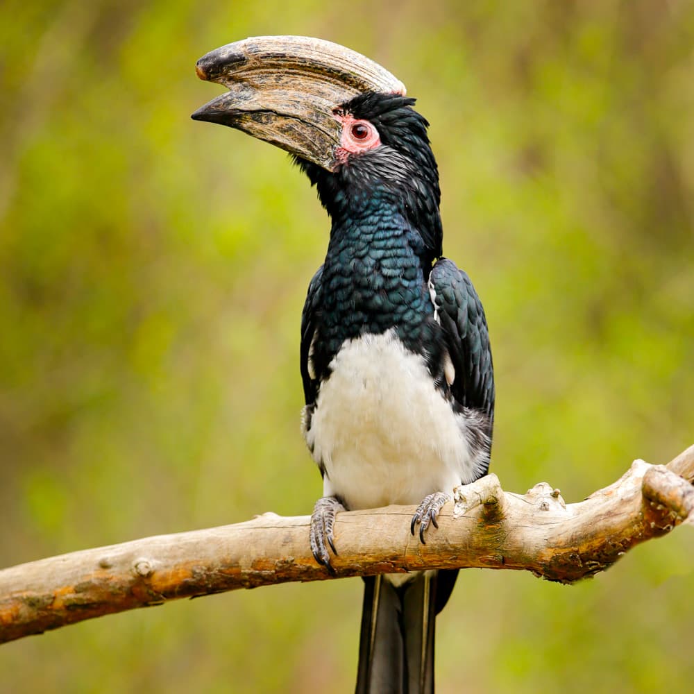 Bururi Forest Nature Reserve — Burundi, Africa