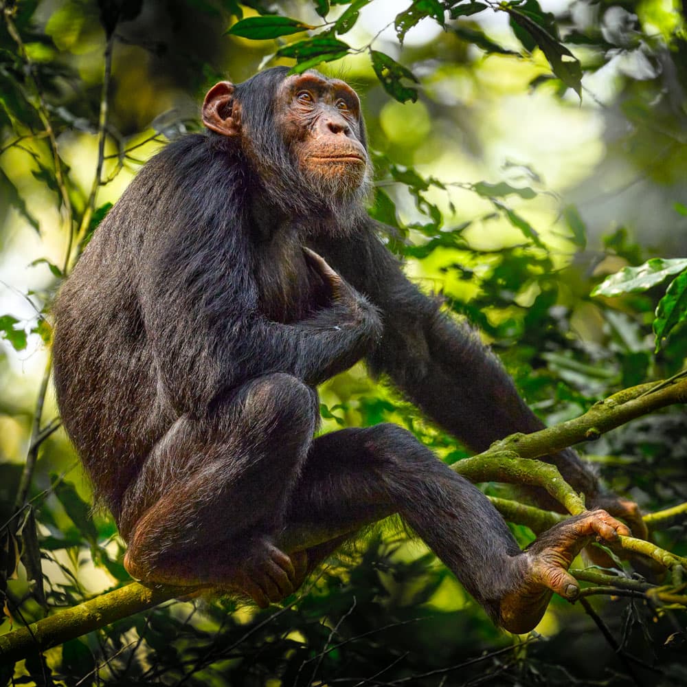 Kibira National Park — Burundi, Africa