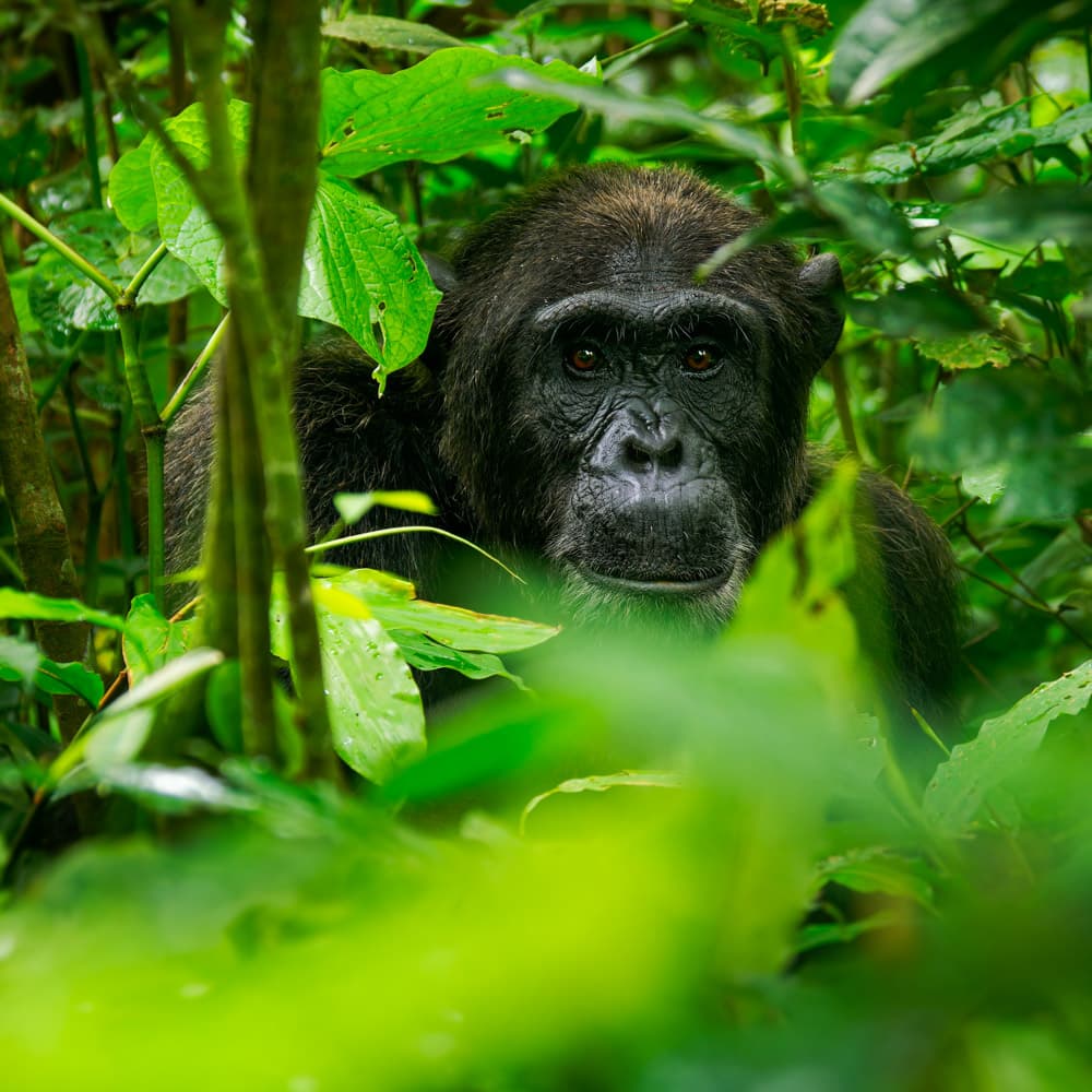 Kibira National Park — 