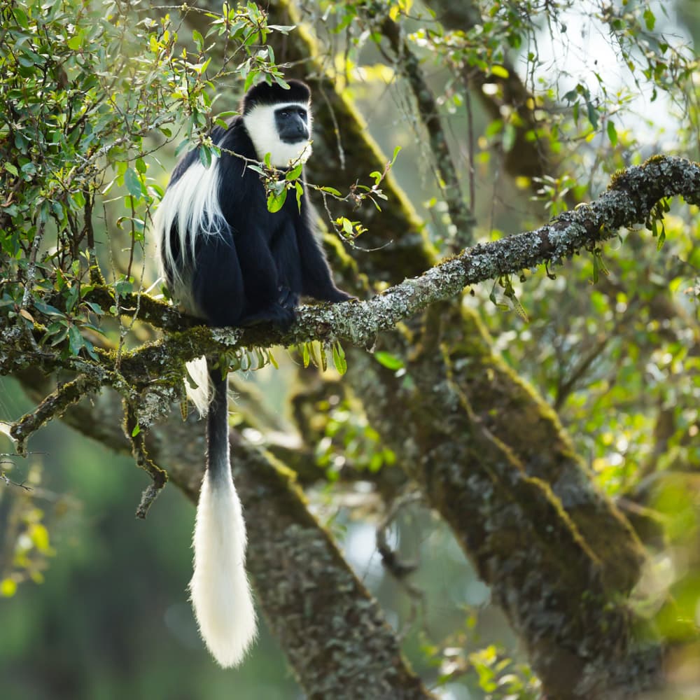 Kibira National Park — 