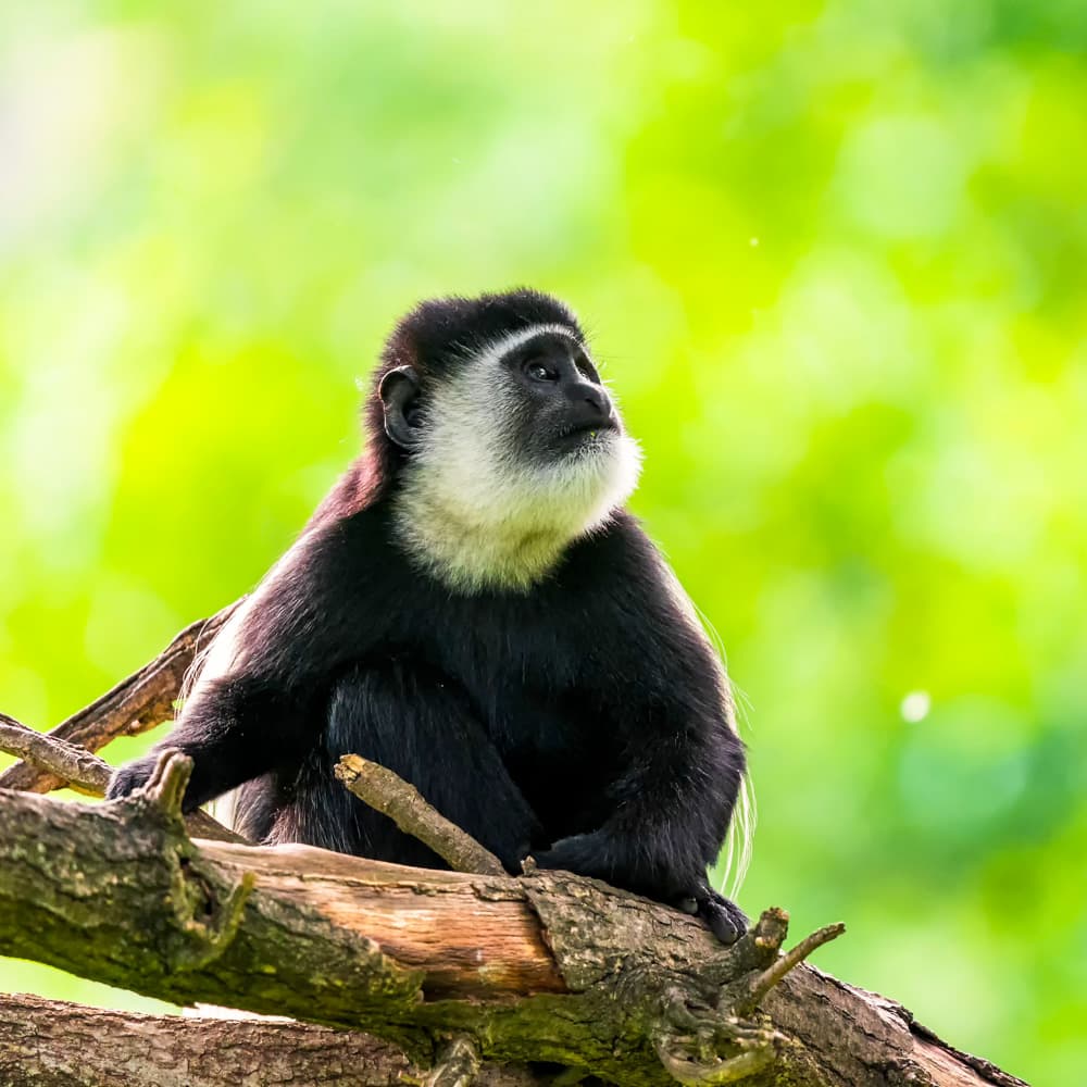 Kibira National Park — 