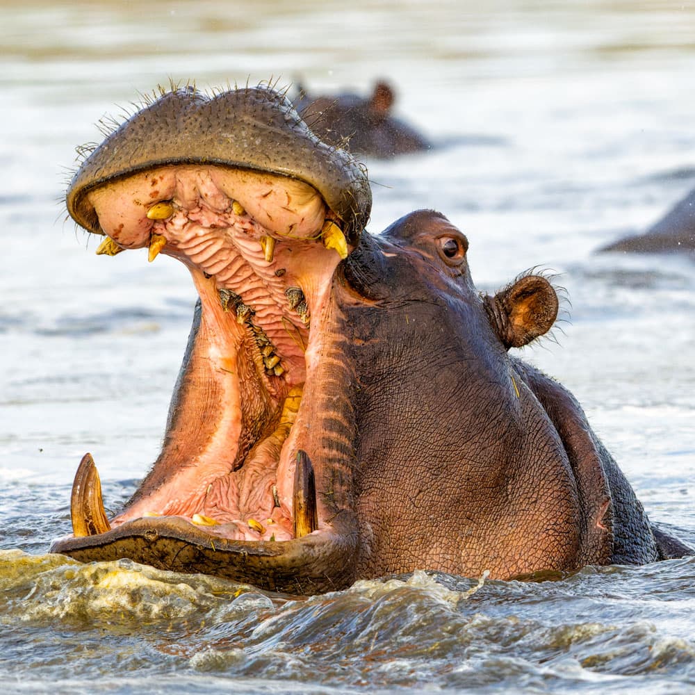 Rusizi National Park — Burundi, Africa