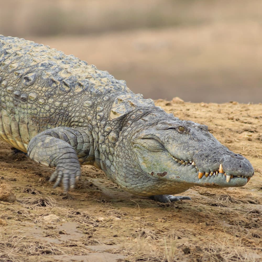 Ruvubu National Park — Burundi, Africa