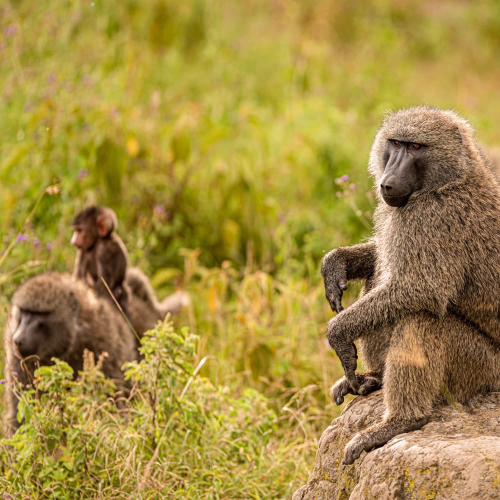 Ruvubu National Park — 