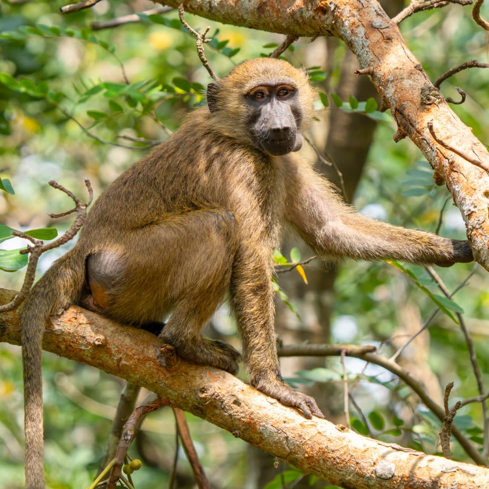 Ruvubu National Park — 