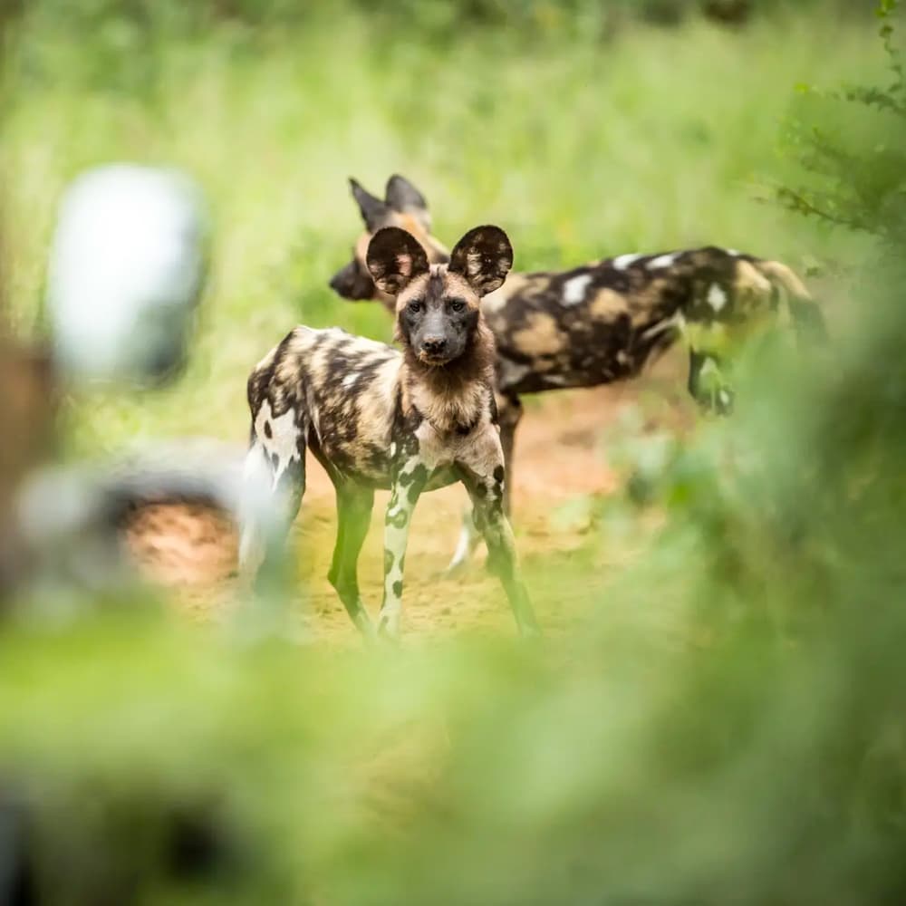 Singita Pamushana — Zimbabwe, Africa