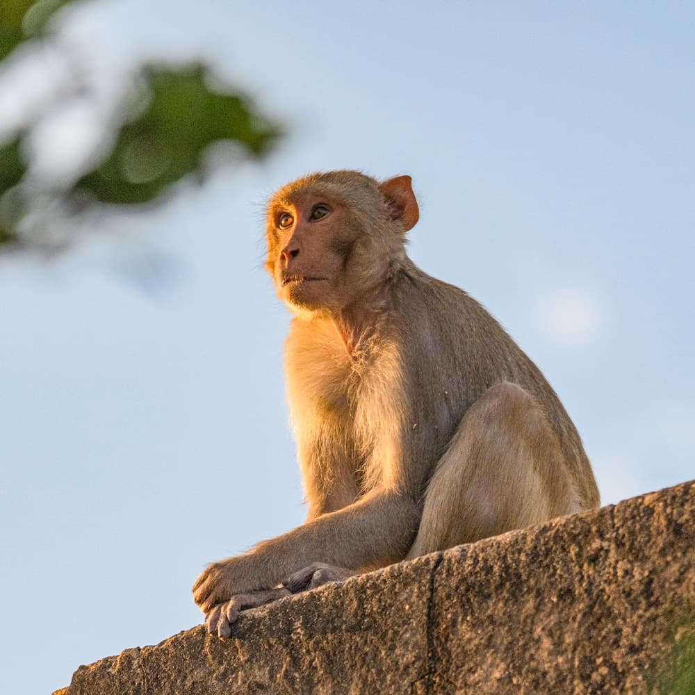 Alila Fort Bishangarh Jaipur — India, Asia