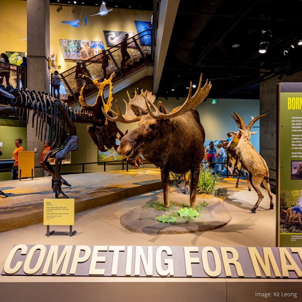 Perot Museum of Nature & Science — 