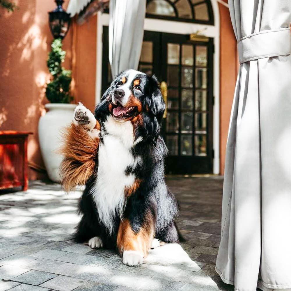 Rosewood Mansion on Turtle Creek — 