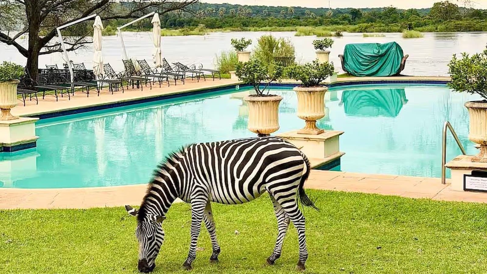 Zebra grazing on the lawn beside the pool at the Royal Livingstone, with the Zambezi River behind