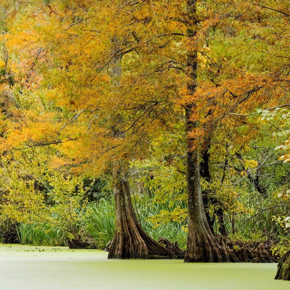 Reelfoot Lake State Park — 
