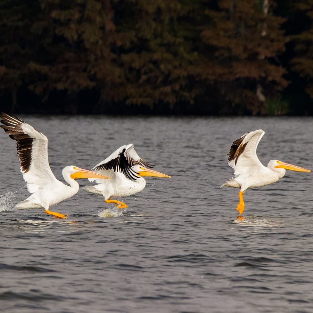 Reelfoot Lake State Park — 
