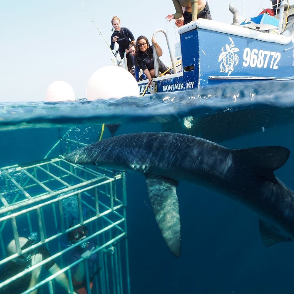 Sea Turtle Dive Charters — 
