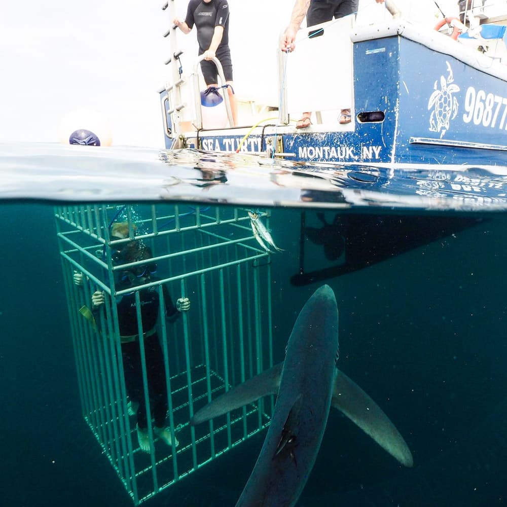 Sea Turtle Dive Charters — 