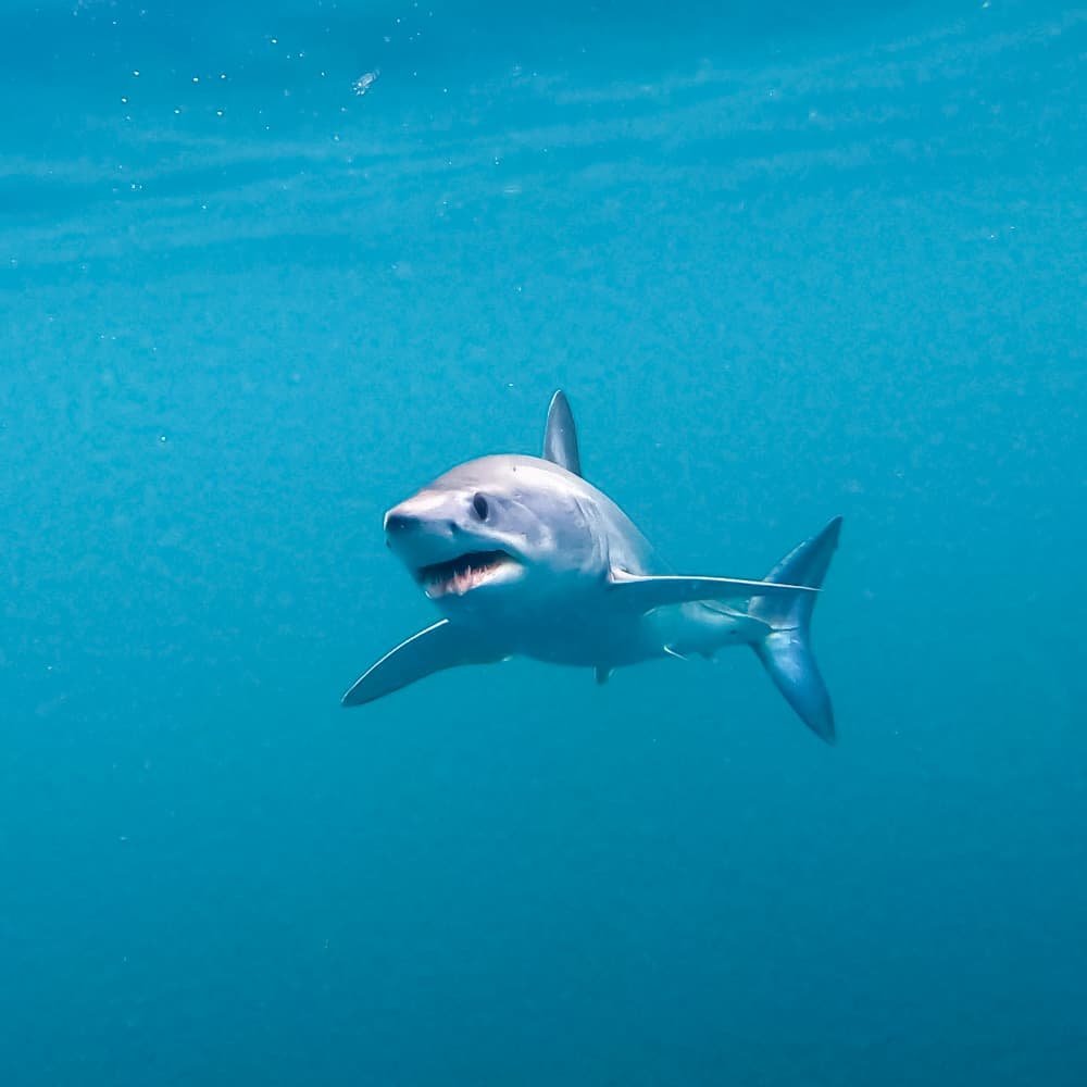 Sea Turtle Dive Charters — 
