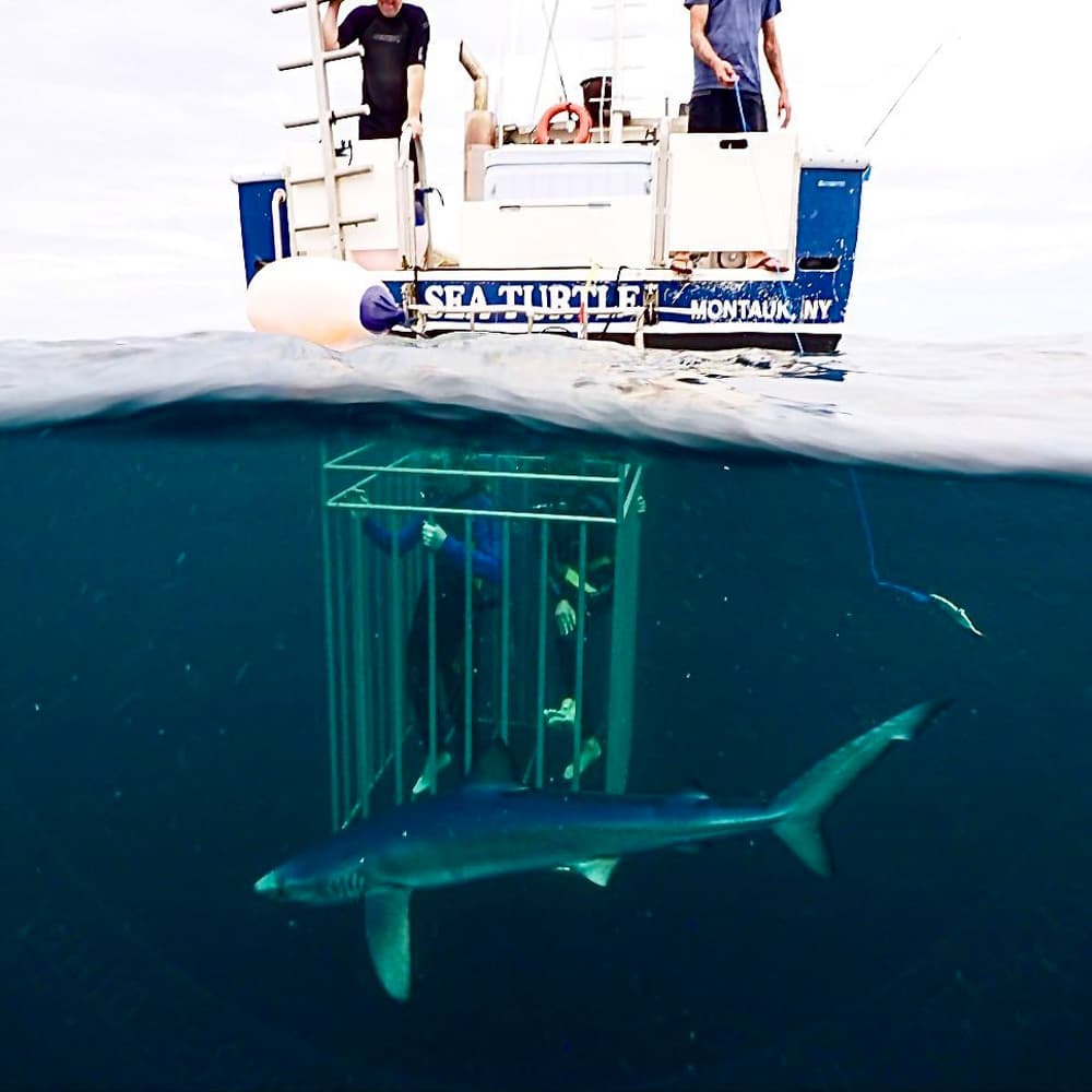 Sea Turtle Dive Charters — 