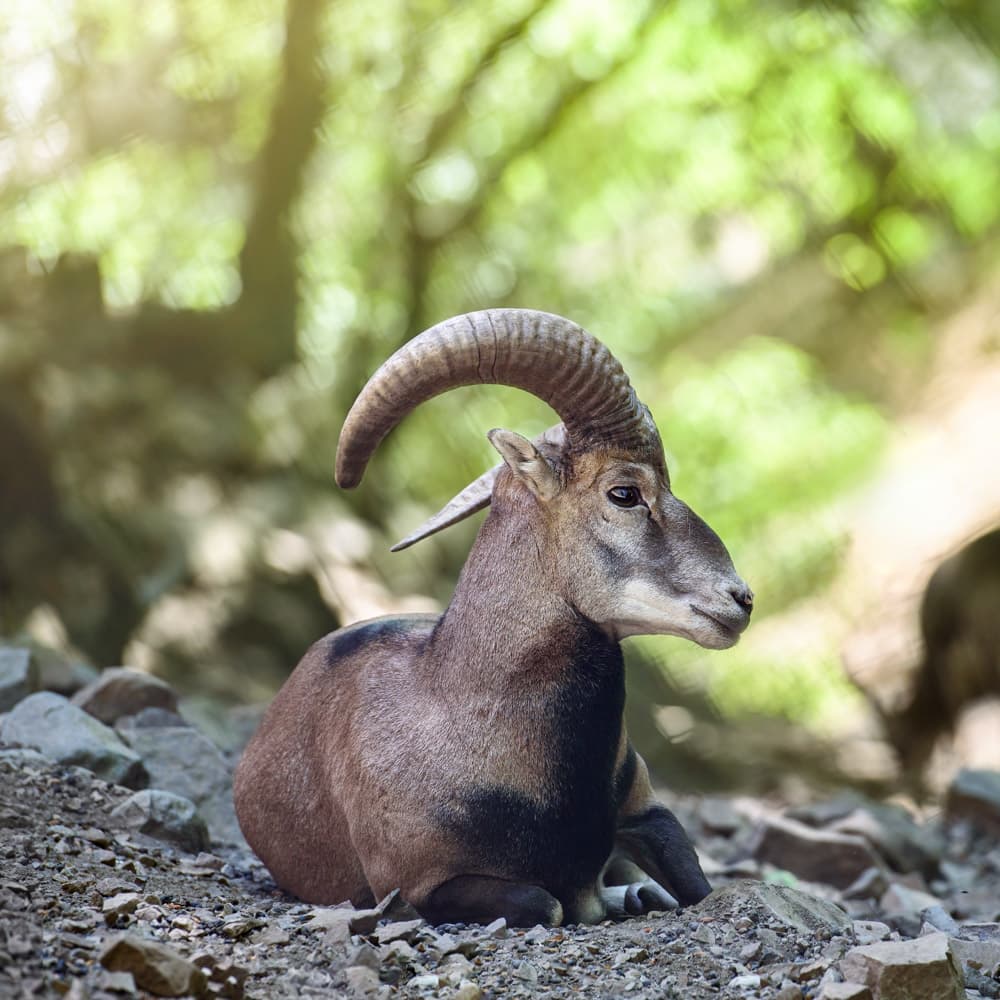Troodos National Park — 