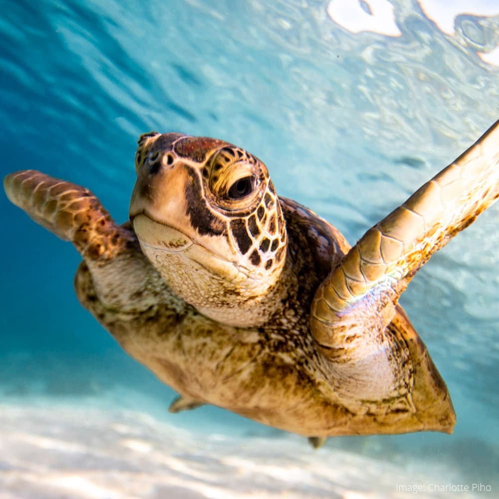 Dive Rarotonga — 