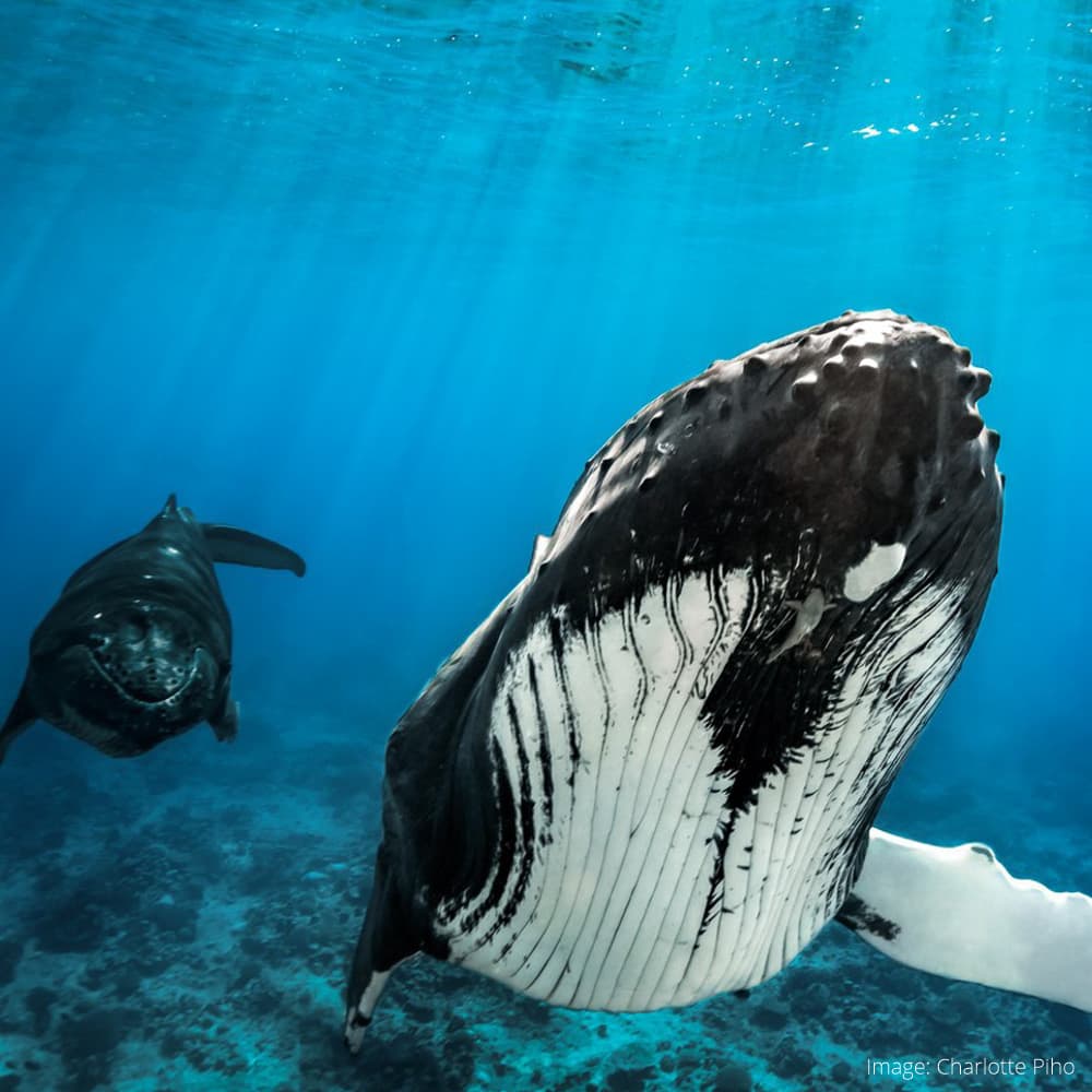 Dive Rarotonga — 
