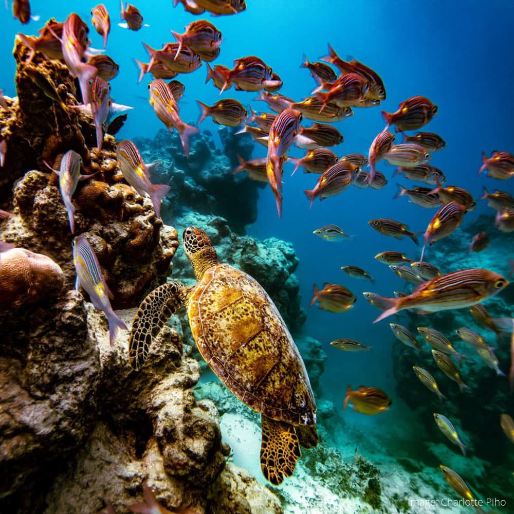 Dive Rarotonga — 