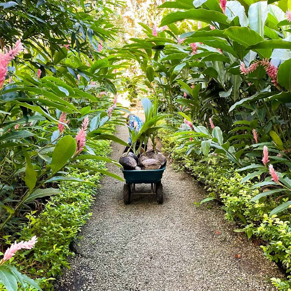Maire Nui Gardens & Cafe — 