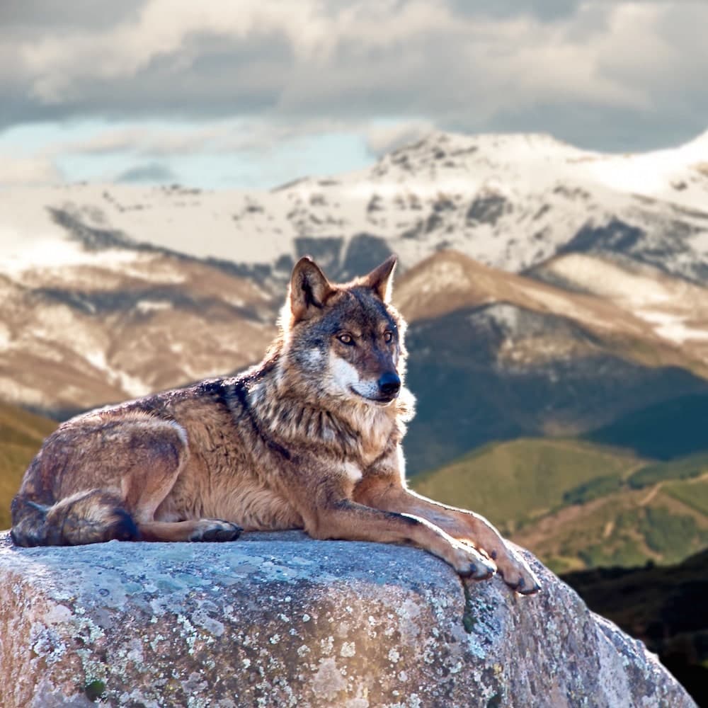 Picos de Europa National Park — 