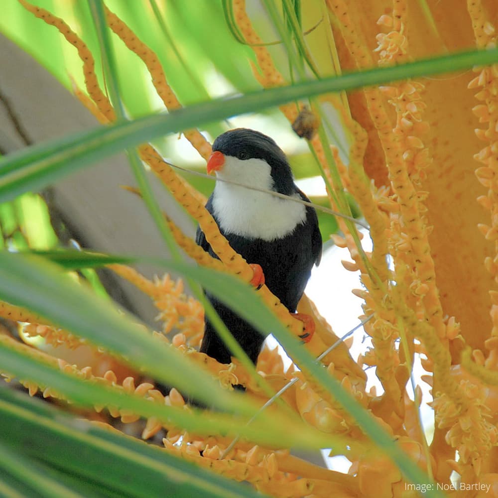 Aitutaki — 