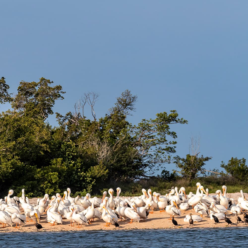 Ten Thousand Islands — 