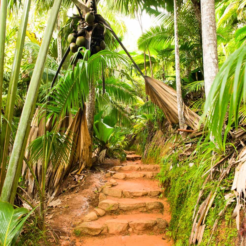 Vallée de Mai Nature Reserve — 