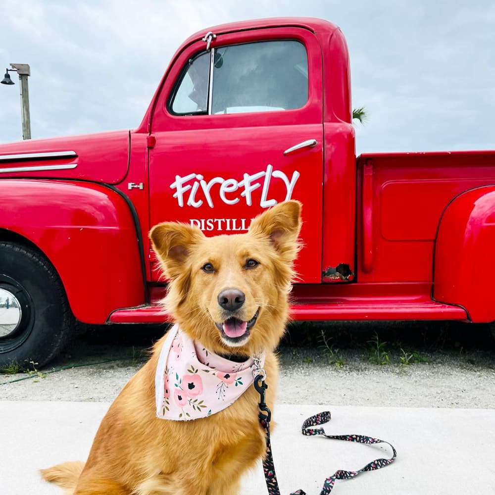 Firefly Distillery — 