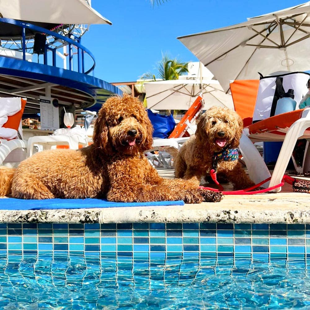 Vivo Beach Club — 