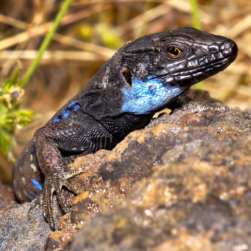 La Palma Biosphere Reserve — Spain, Western Europe