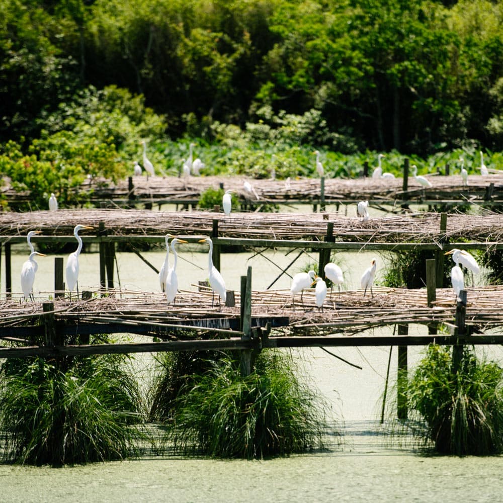 Jungle Gardens — 