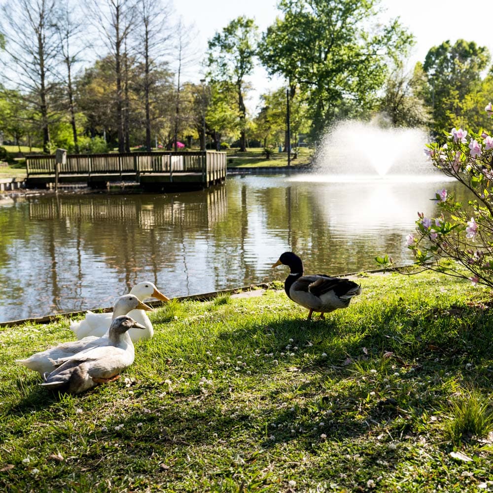 Lafayette Azalea Trail — 