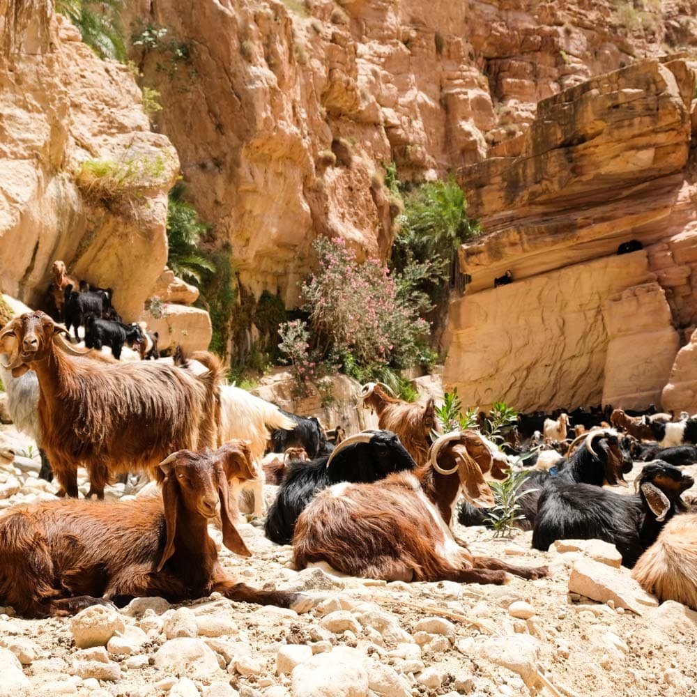 Wadi Ghuweir — 