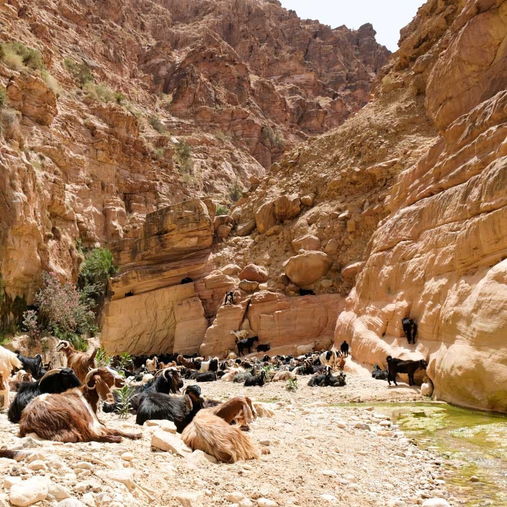 Wadi Ghuweir — 
