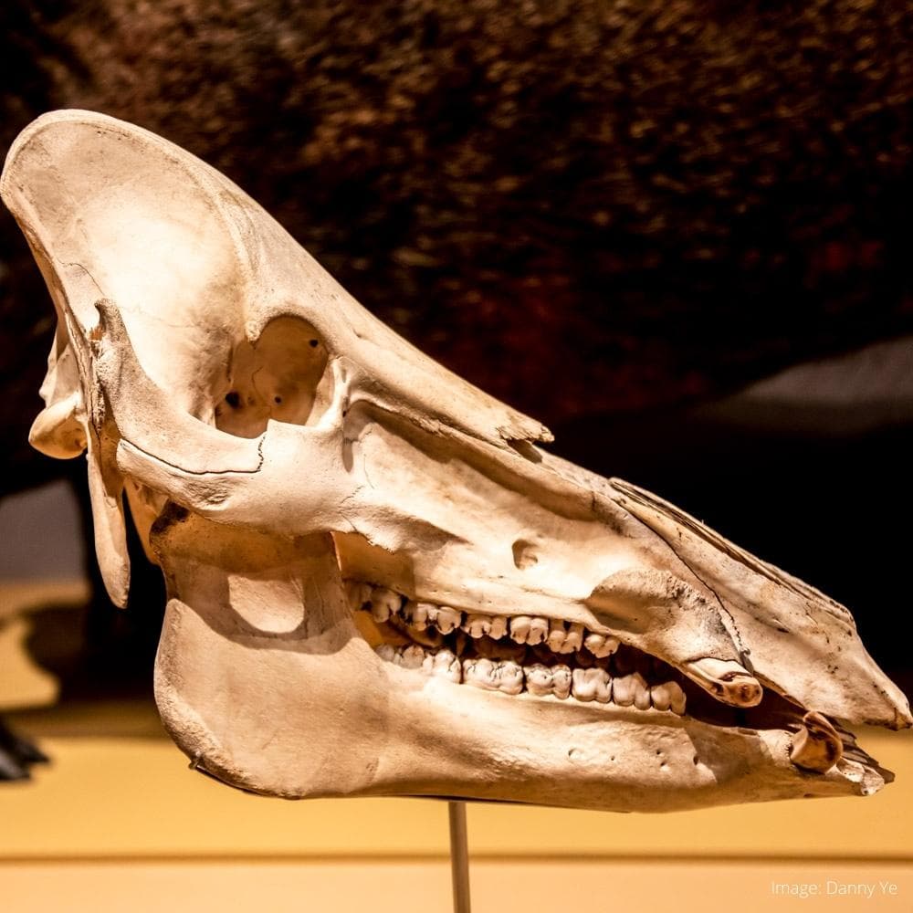 Borneo Cultures Museum — Kuching, Sarawak, Malaysia, Asia