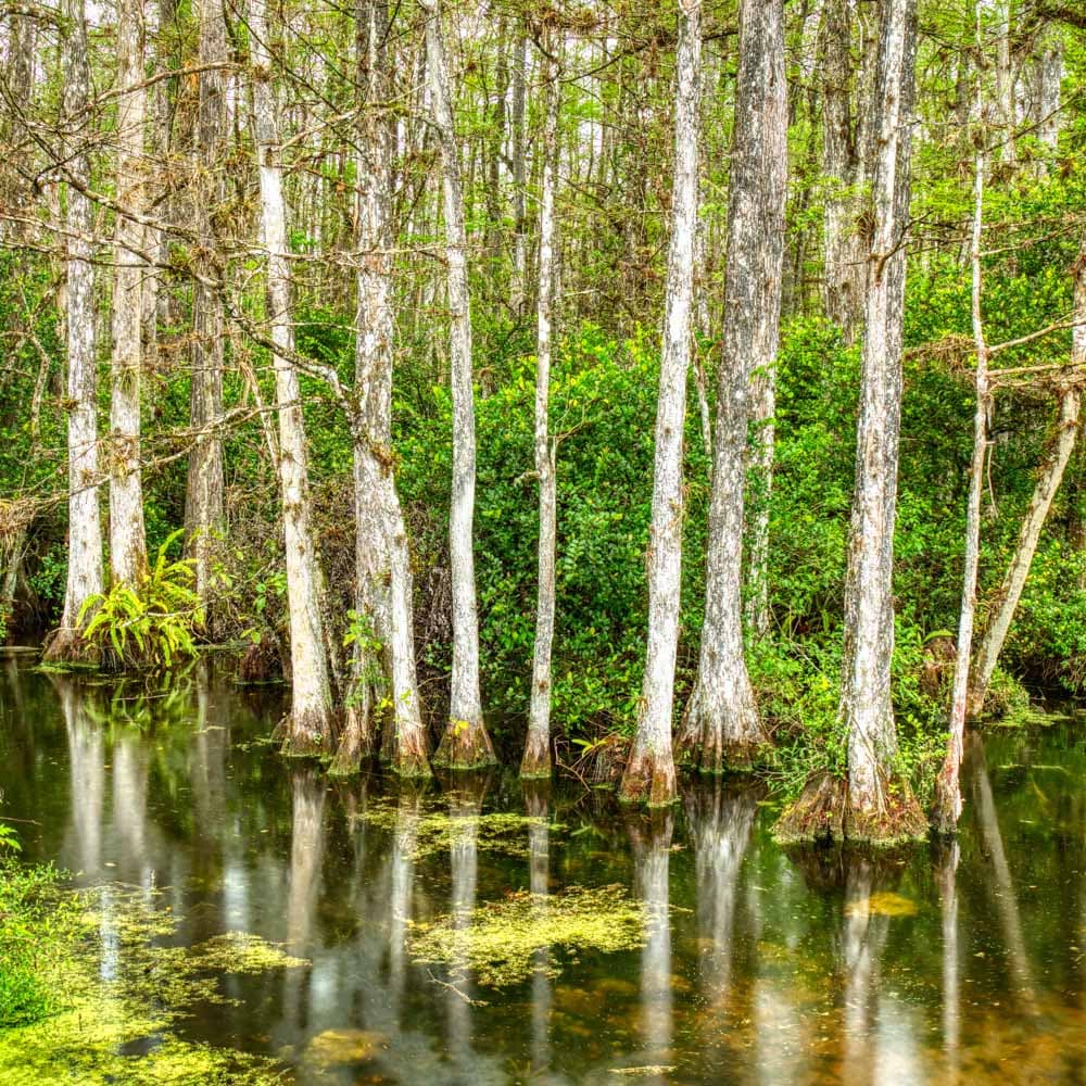 Big Cypress National Preserve — 