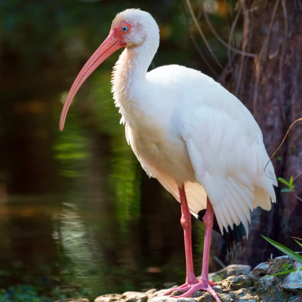 Big Cypress National Preserve — 