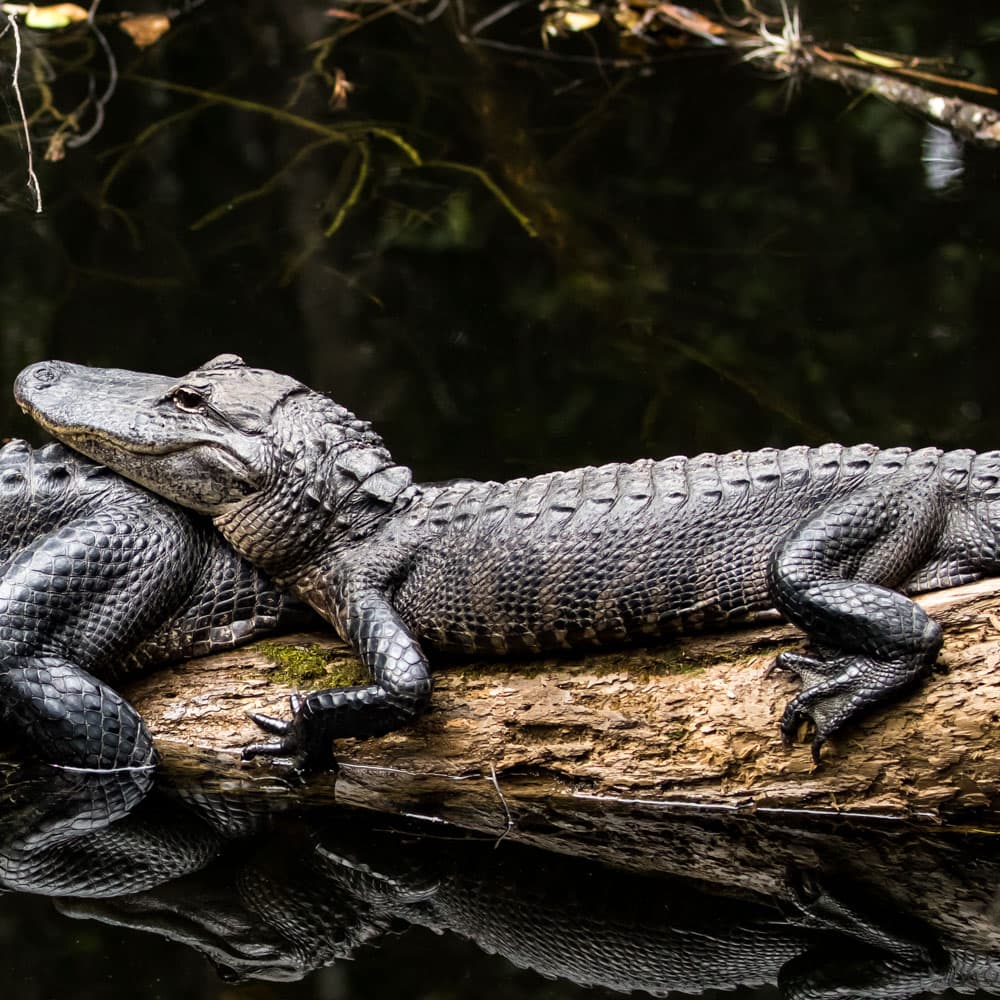 Big Cypress National Preserve — 
