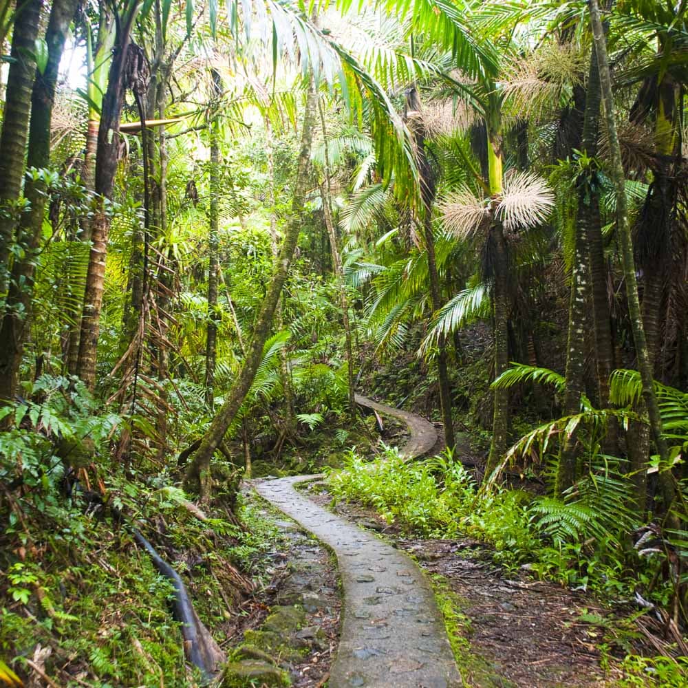 El Yunque Rainforest — 