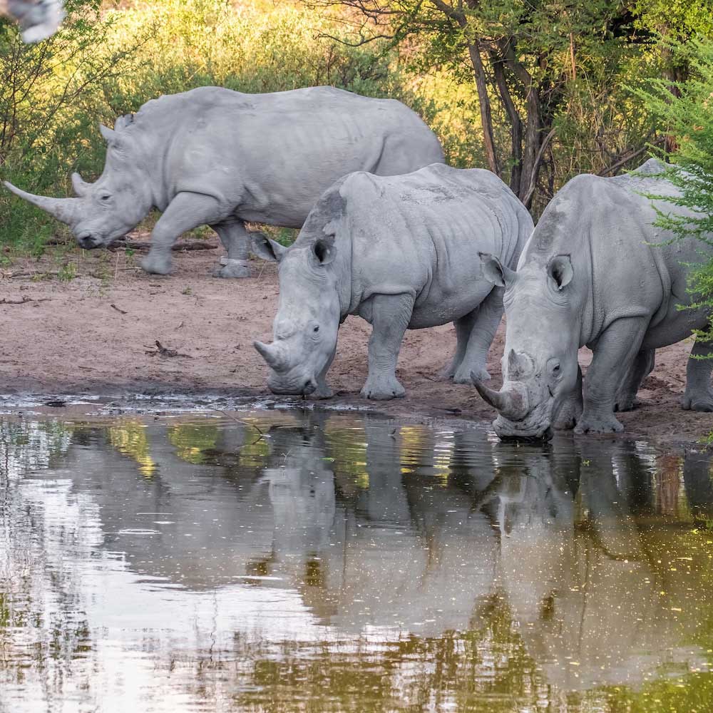 Khama Rhino Sanctuary — Botswana, Africa