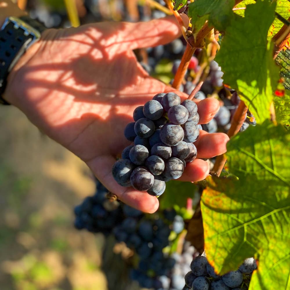 Jamesport Vineyards — 