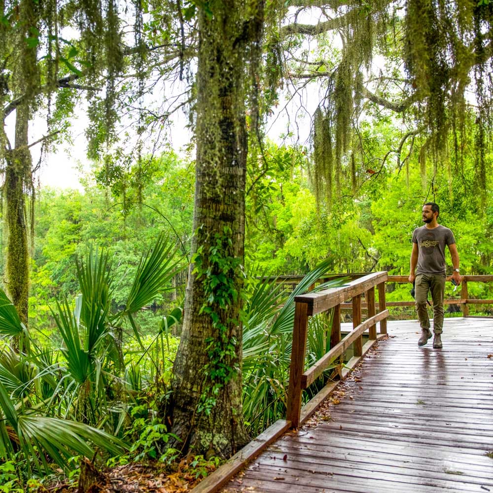 Jean Lafitte Wetland Trace — 