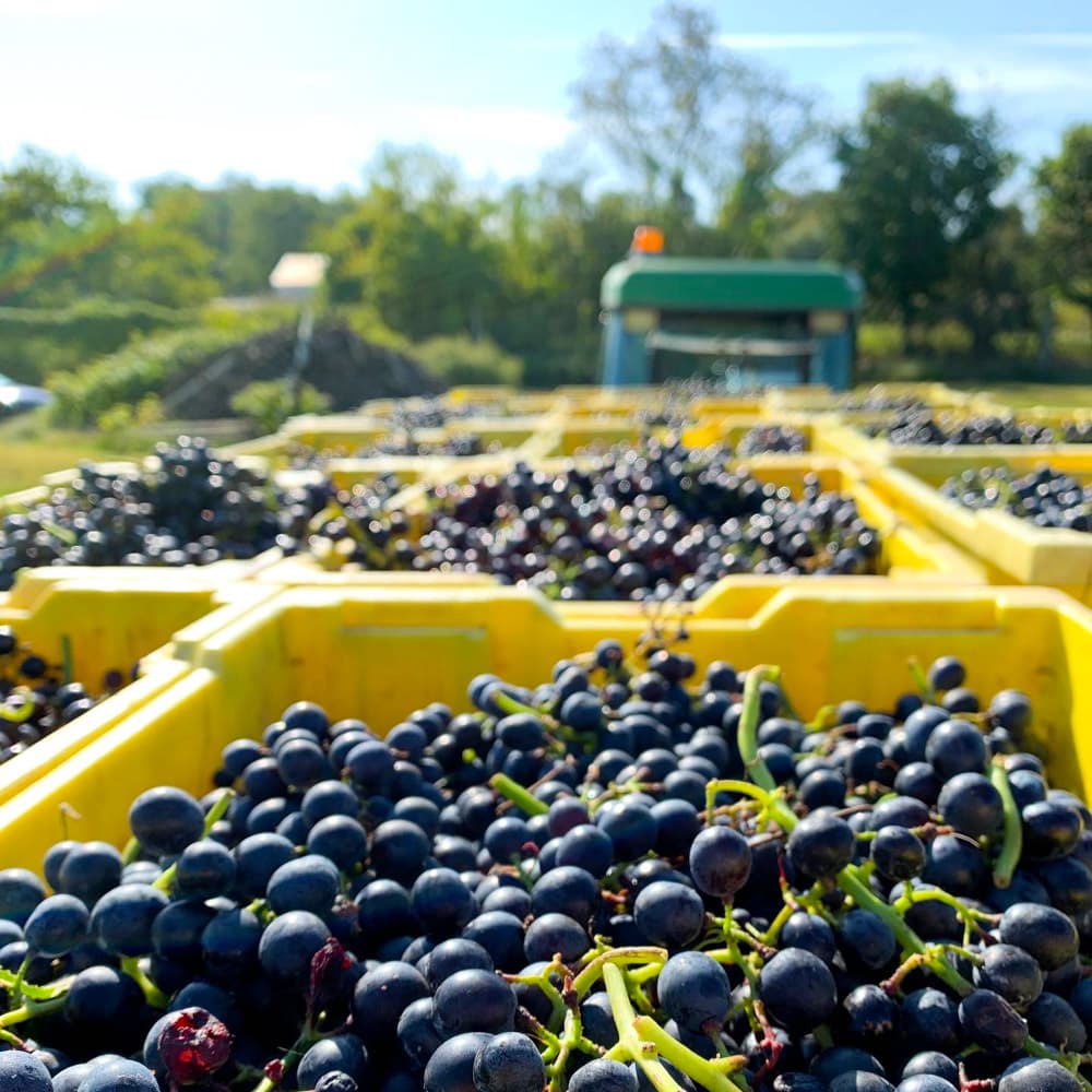 Jamesport Vineyards — 