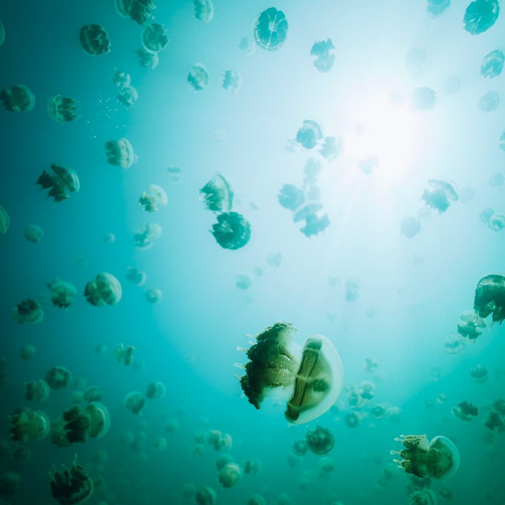 Jellyfish Lake — 