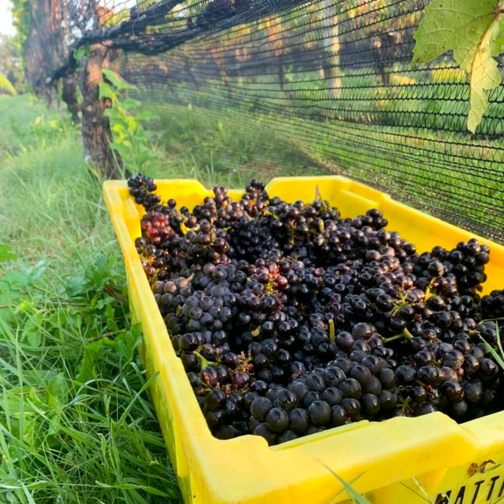 Macari Vineyards & Winery — 