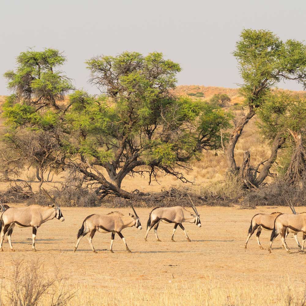 Kgalagadi Transfrontier Park — Botswana, Africa